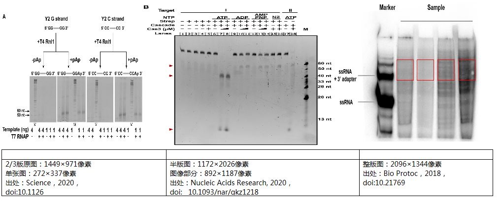SCI論文電泳凝膠圖像應用舉例