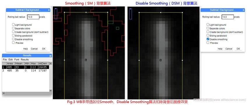 Fig 3 WB條帶選區(qū)經Smooth、Disable Smoothing算法扣除背景后圖像效果.jpg